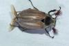 Melolontha hippocastani